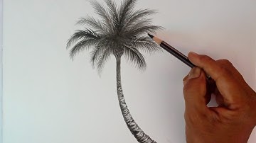 How to draw palm tree ! How to draw coconut tree! Pencil drawing !