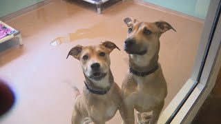 PAWS Chicago's Adopt-a-Thon is underway