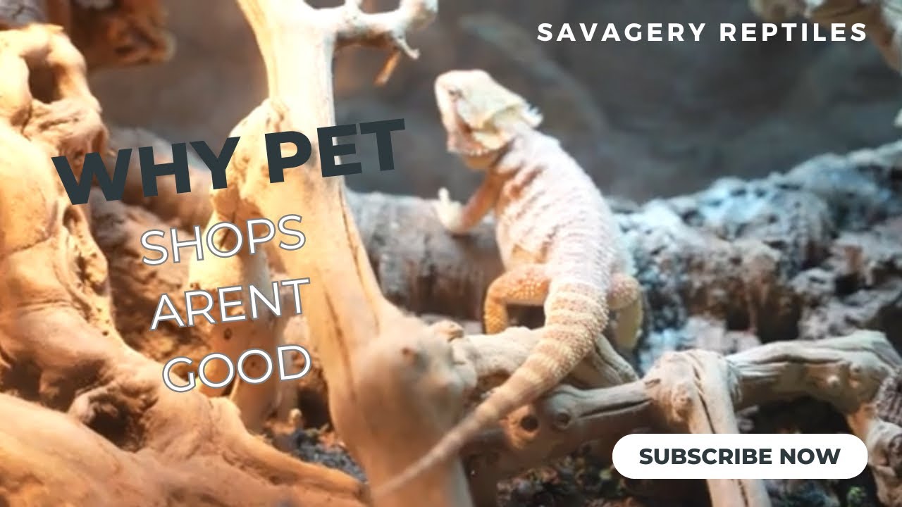 Don't Buy Reptiles from Pet Stores YouTube
