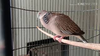 Panggilan burung tekukur/derkuku di pagi hari.