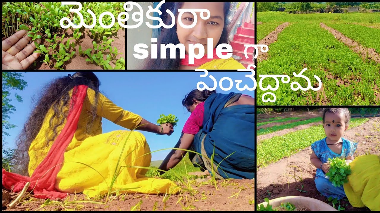 మెంతికుర చాల simple గా పెంచుకుందామ#fenugreek seeds growing at home#organicfarming#farmer 
