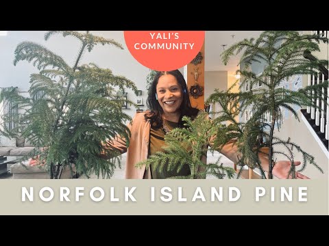 Video: Beskärning av pinjeträd från Norfolkön – bör du beskära en tall från Norfolkön
