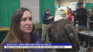 Bald Eagle Days continues at the QCCA Expo Center