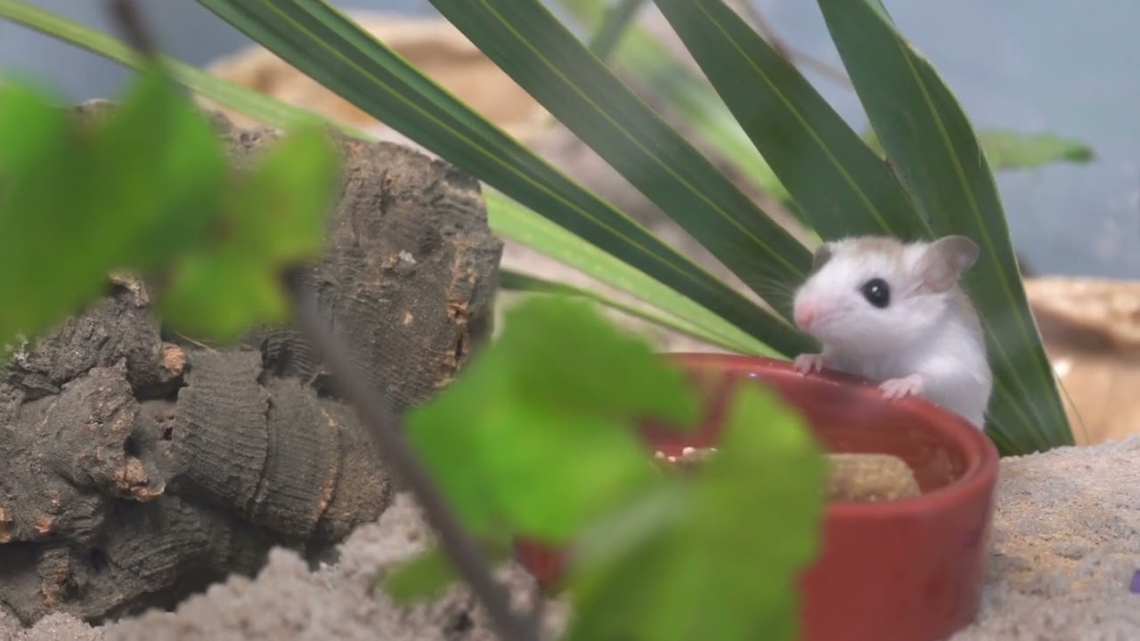 Pairing Up Our Beach Mice