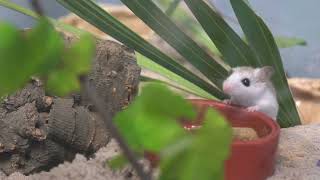Pairing Up Our Beach Mice