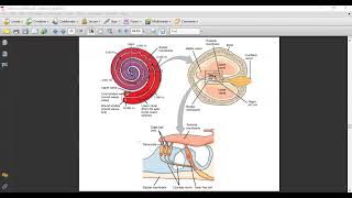 Nerve 3: Visual Sensor, Auditory Sensory , and Gustatory Sensory