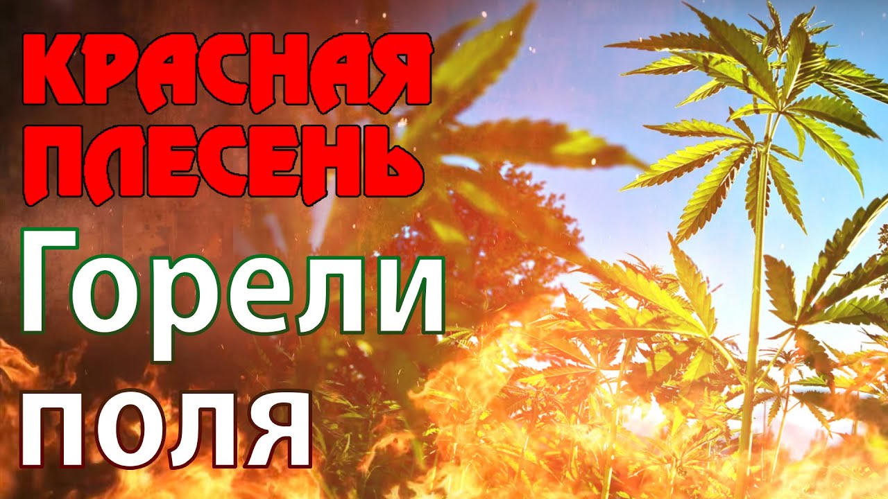 красная плесень покос конопли красная плесень покос конопли