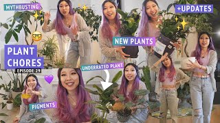 New cheap plants, repotting myths?, spraying and washing  Plant chores + updates