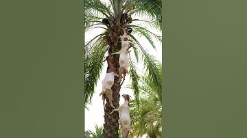 High-Climbing Goats in Action!Goats That Climb Like Monkeys 🐐🙈 #new #ai #wildlife #animals #funny