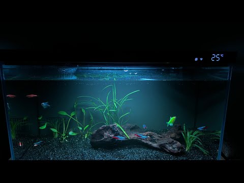 Видео: аквариум xiaomi mijia smart fish tank myg100. 4 месяца, все плохо? Финал