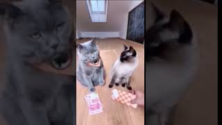 Very Funny Cat Like More Money - Try Not To Laugh  #Funny #Funnypost #Funnyanimal #Cuteanimals