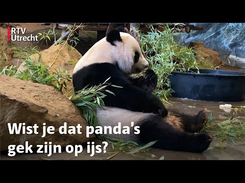 Zien: Panda's koelen af met ijsjes in Ouwehands Dierenpark Rhenen | RTV Utrecht