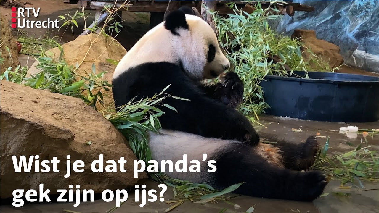 Zien: Panda's koelen af met ijsjes in Ouwehands Dierenpark Rhenen | RTV