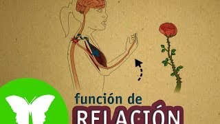 La Eduteca  La función de relación