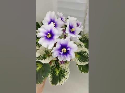Фиалка Р-Дурман - YouTube