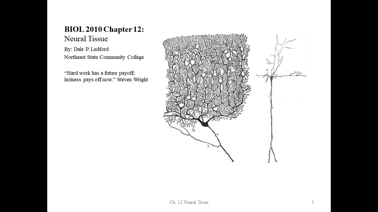 BIOL 2010 Chapter 12 Part 1 of 2 - YouTube