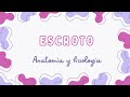 Escroto