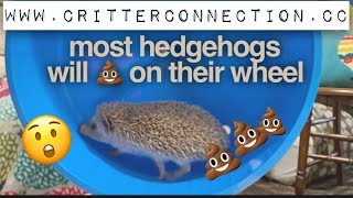 Most hedgehogs will poop on their wheel 🦔💩