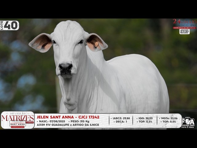 LOTE 40   CJCJ 17242
