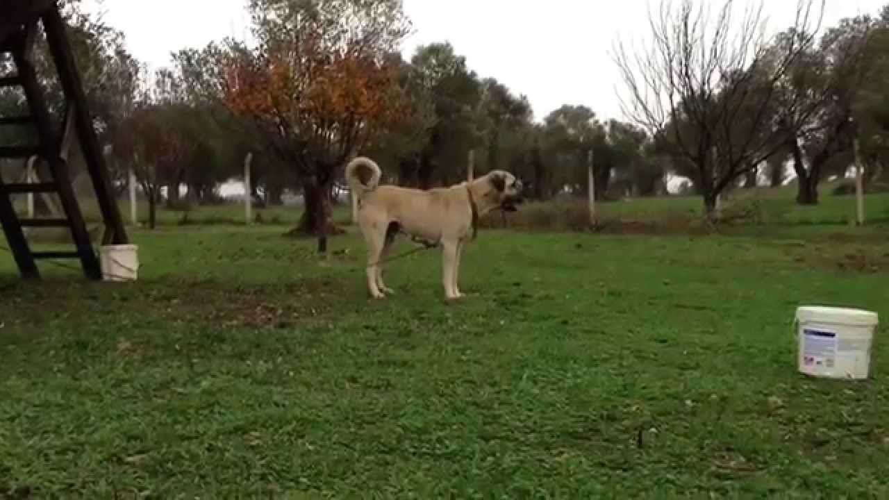 Anadolu çoban köpeği kızımız BELKIZ YouTube