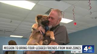 Paws of War Rescues 7 Dogs from the Mid East  NBC News