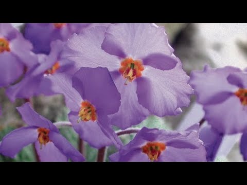 Lila Ramonda!!! - YouTube
