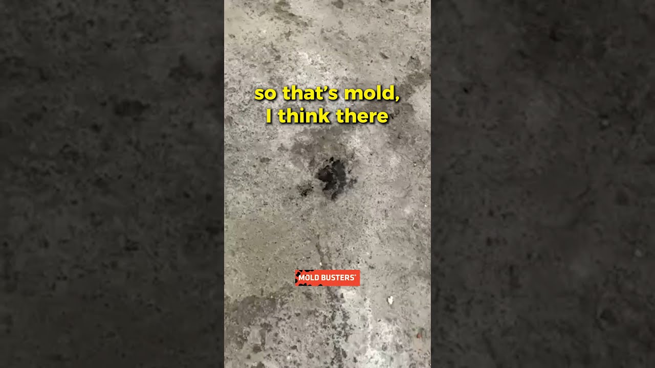 Black Mold In Flooded Basement Virtual Inspection Busters Shorts