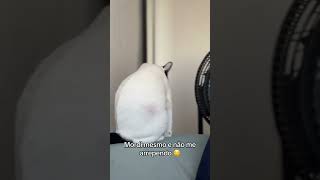 #cat #cats #catshorts #catvideos #catvideo #gato #gatos #pet #pets #petlovers #petlove #petlover