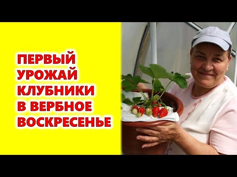 Бейне: Пальма жексенбісінен кейін алақандармен не істейсіз?