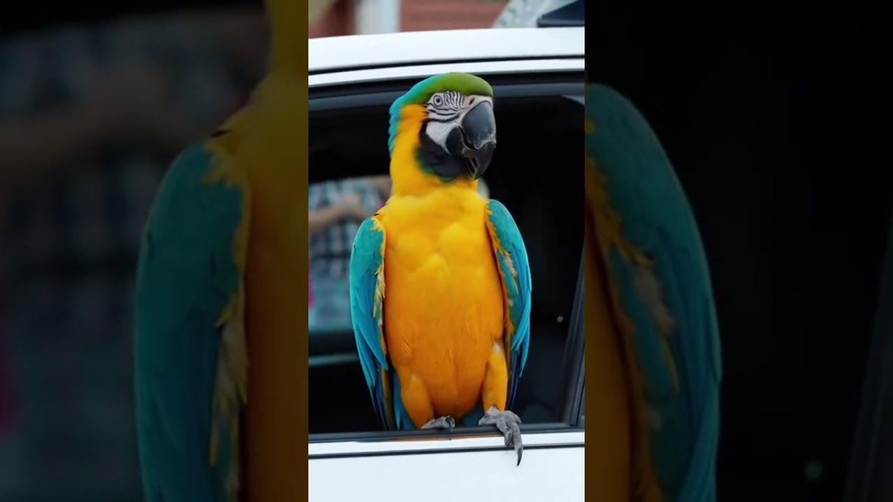 Parrot Caught Driving a Car?! Officer Can’t Believe It! 🦜🚔🤣