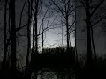 Arkansas greentimber duck hunting