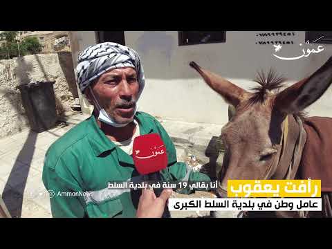 لماذا لا تستطيع بلدية السلط الاستغناء عن الحمير وكم يبلغ سعر حليبها