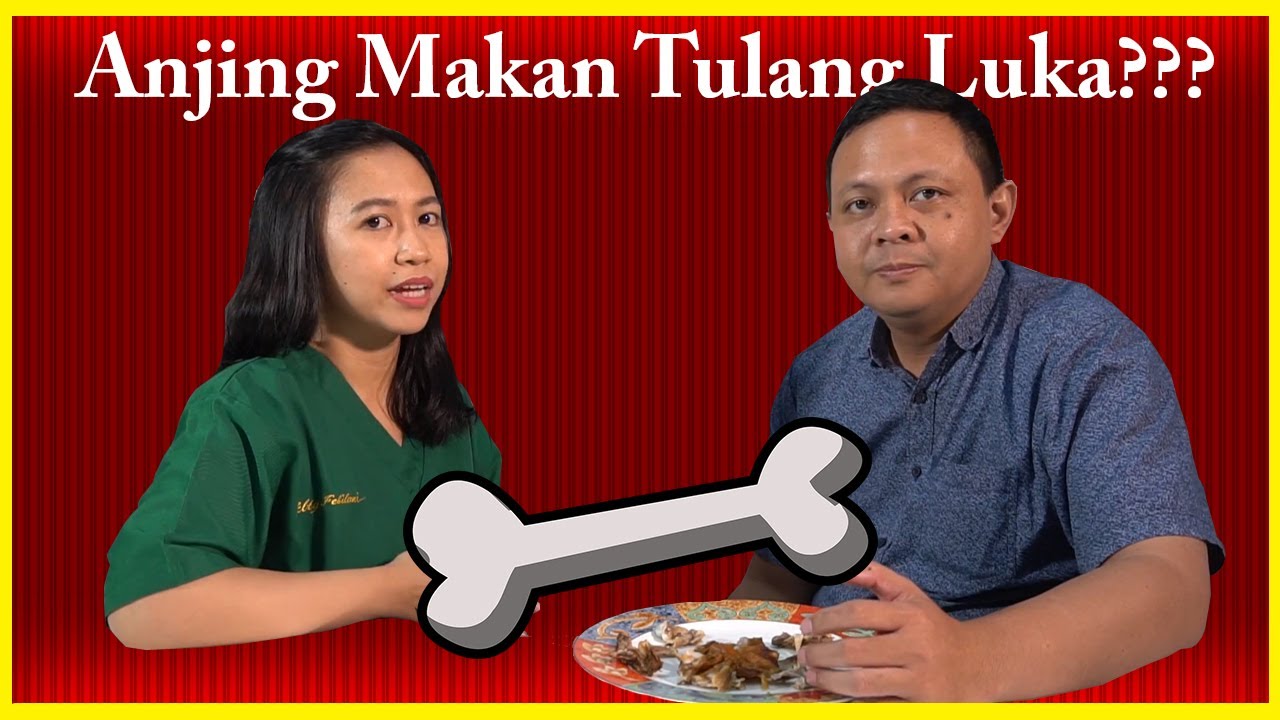 BAHAYA ANJING MAKAN TULANG - YouTube