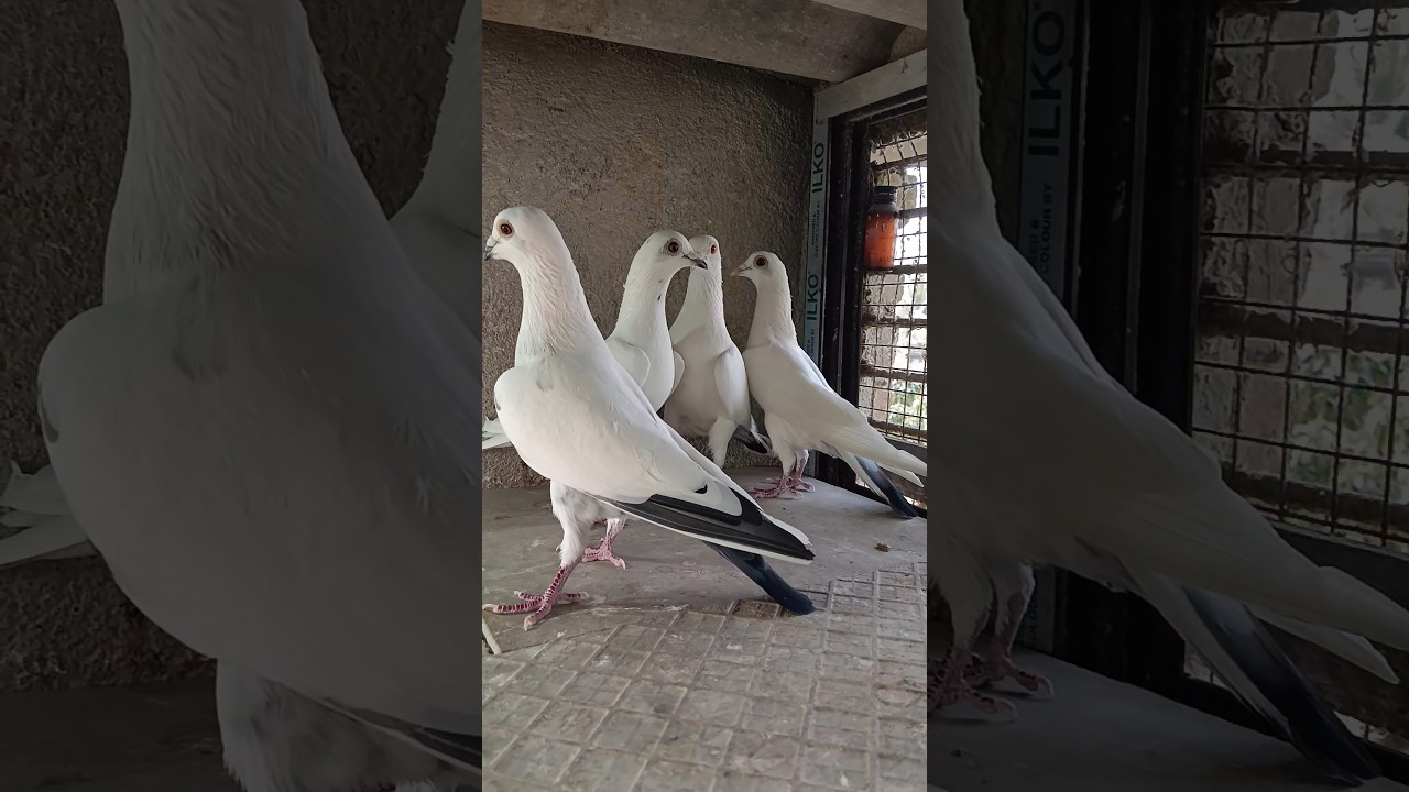 Sky Banter Breed 🕊️ 