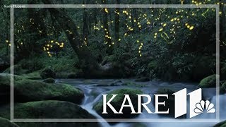 Free Firefly Experience