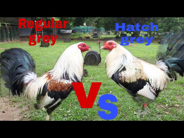 Regular Grey Regular Grey Gamefowl