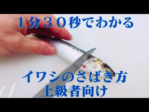 イワシ １分３０秒でわかるイワシのさばき方 上級者向け Youtube