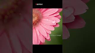 AstrHori 85mm F2.8 — a versatile lens that combines macro and tilt in one.