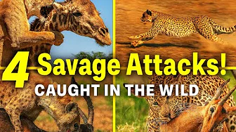Lioness Hunting Tactics: Group Synergy Unleashes Power