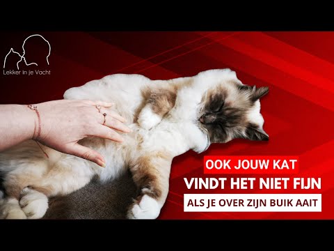 Video: De beste en slechtste plaatsen om uw kat te aaien