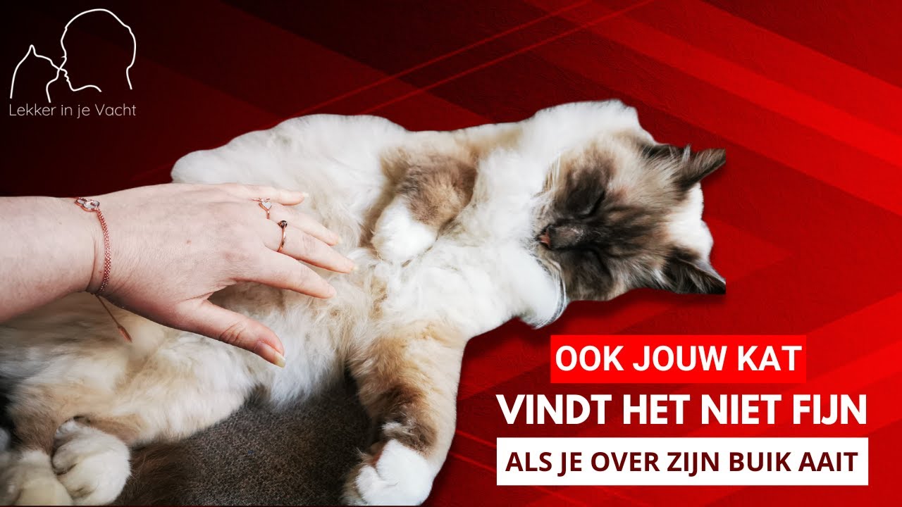 Aai een kat niet over zijn buik want dan kan hij bijten - YouTube