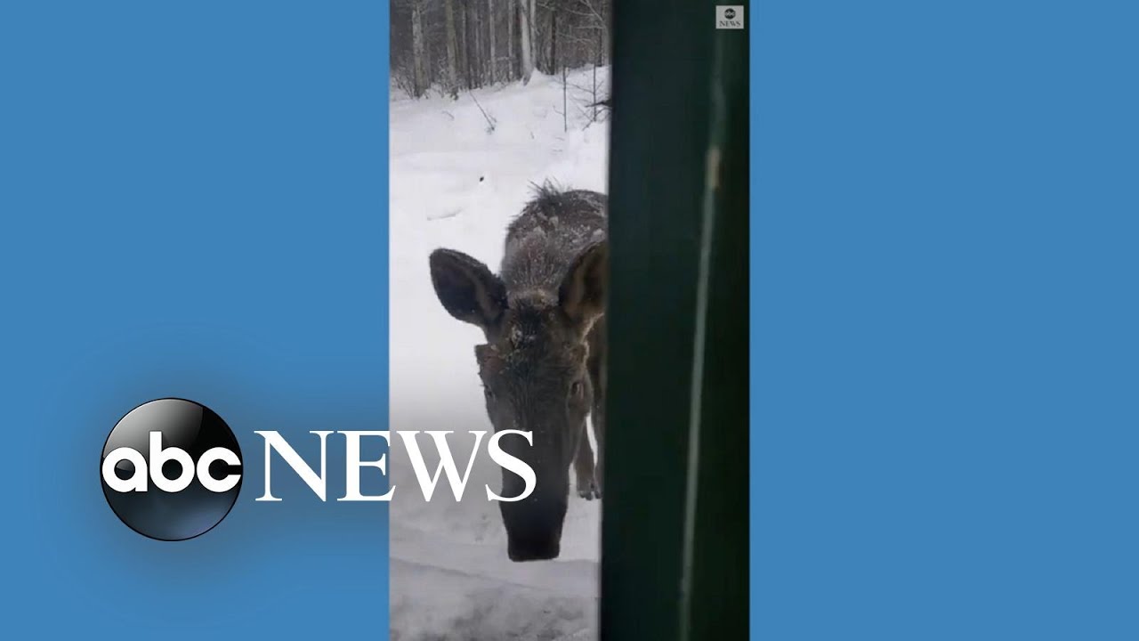 Moose shows up at Alaska homeowner's door