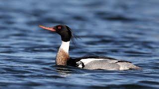 Red-breasted Merganser courtship display