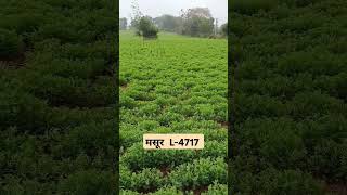 मसर L-4717