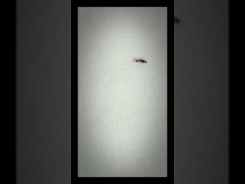 Este animal sale en la madera y se llama SCLERODERMA DOMESTICA es muy peligroso