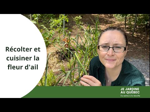 Vidéo: Faire pousser des fleurs d'ail : Qu'est-ce qu'une fleur d'ail et comment les récolter ?