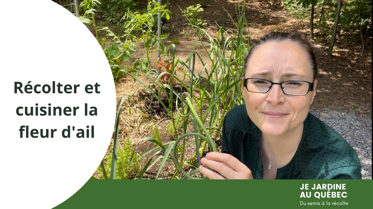 Tout sur la fleur d'ail: quoi, quand et comment