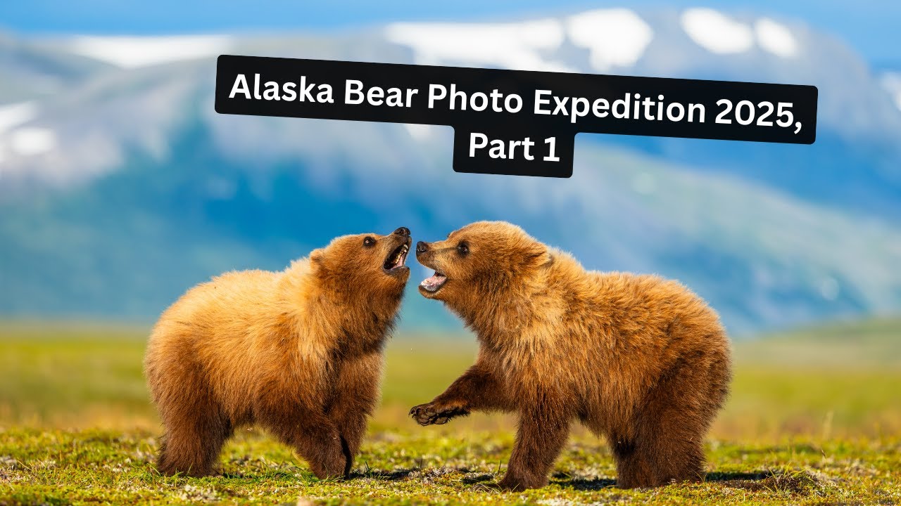 Экспедиция по фотографированию бурых медведей на Аляске, часть 1. Могут ли фотографии дикой приро...