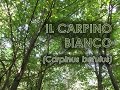 Carpino bianco (Carpinus betulus)