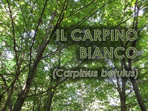 Video: Carpino Nero (14 Foto): Descrizione Di Un Albero Orientale, Proprietà Del Legno, Coltivazione E Riproduzione